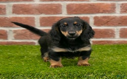 Miniature Dachshund dogs for sale: Faith - Image 6