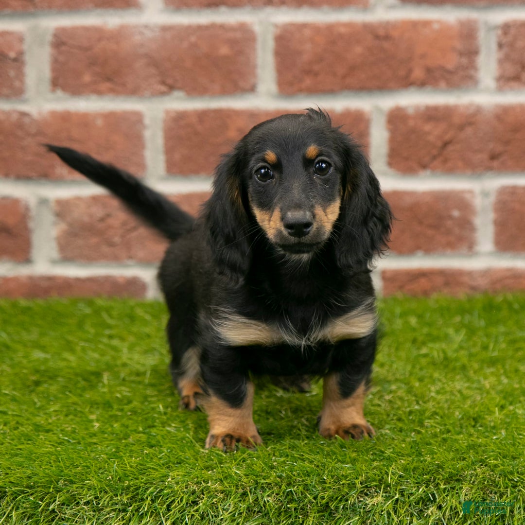 Miniature Dachshund dogs for sale: Faith - Image 6