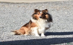 Shetland Sheepdog dogs for sale: Tommy - Image 12