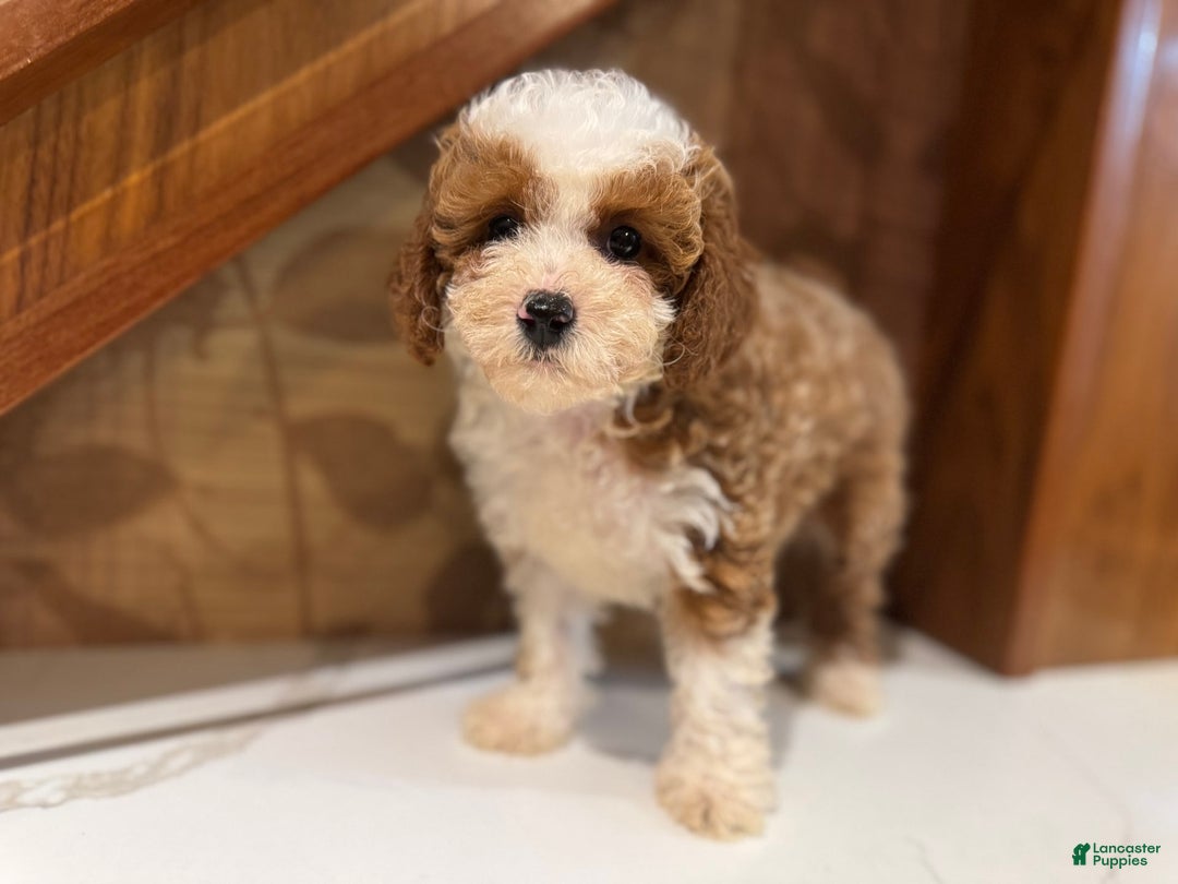 Cavapoo dogs for sale: Bailey - Image 4