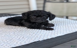 Yorkiepoo dogs for sale: Vick - Listing for pets: Willow, Molly, Finn, Vick, Wendy - Image 2
