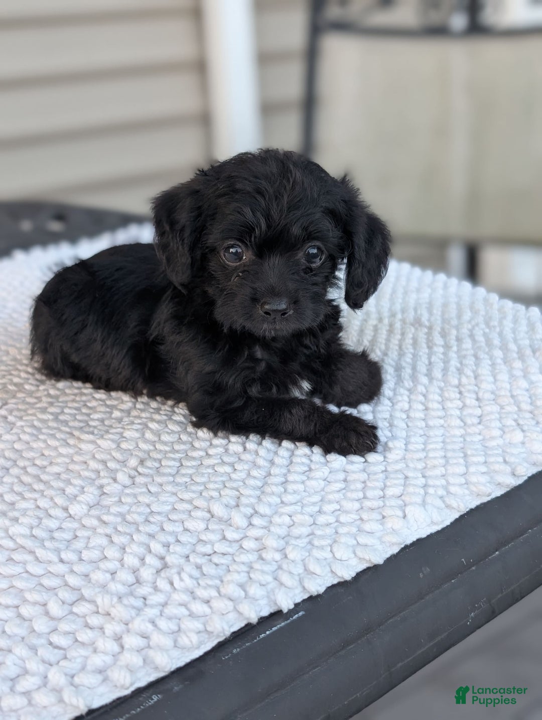 Yorkiepoo dogs for sale: Vick - Listing for pets: Willow, Molly, Finn, Vick, Wendy - Image 2