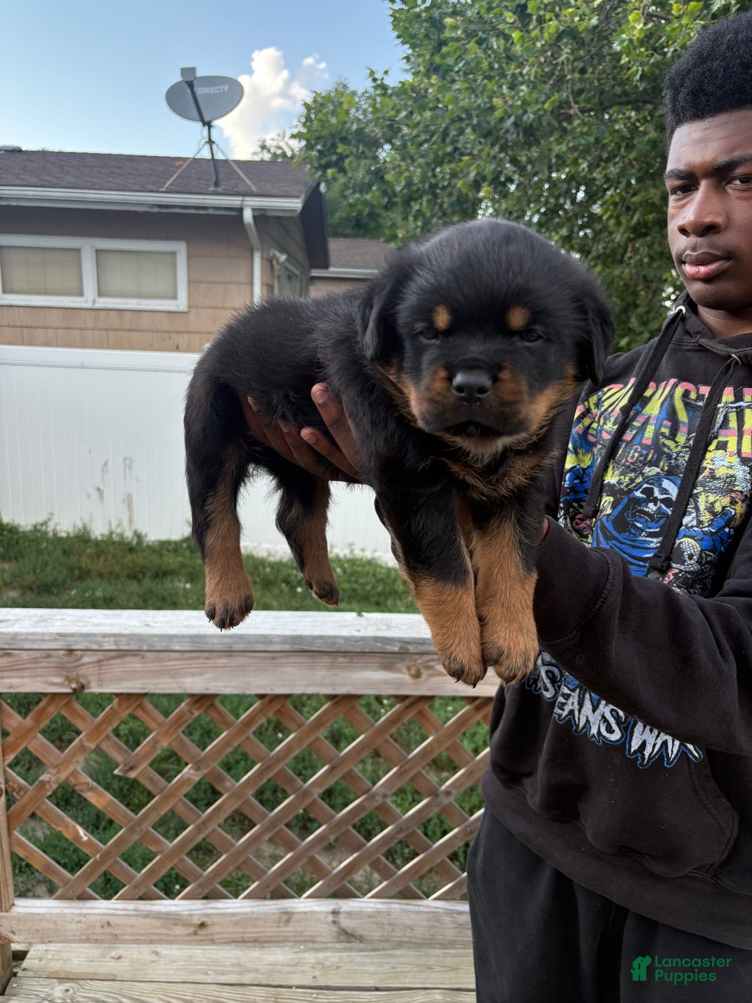 Rottweiler dogs for sale: Blue Male - Image 3
