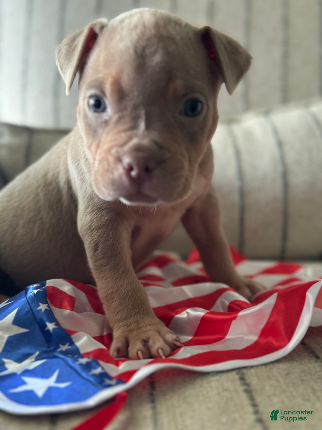 American Bully dogs for sale: Simba - Image 16