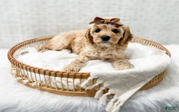 Cavapoo dogs for sale: Jackie - Image 5