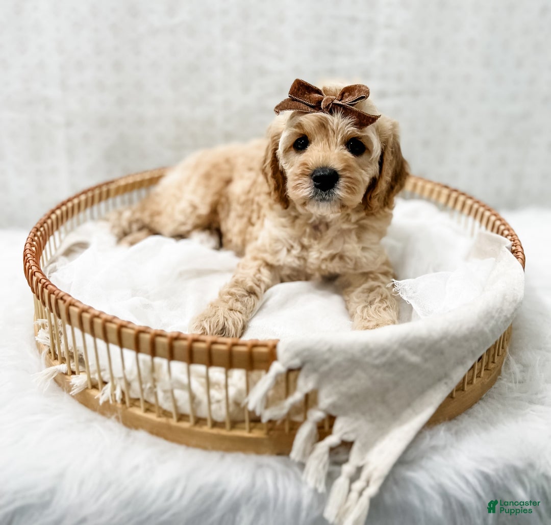 Cavapoo dogs for sale: Jackie - Image 5