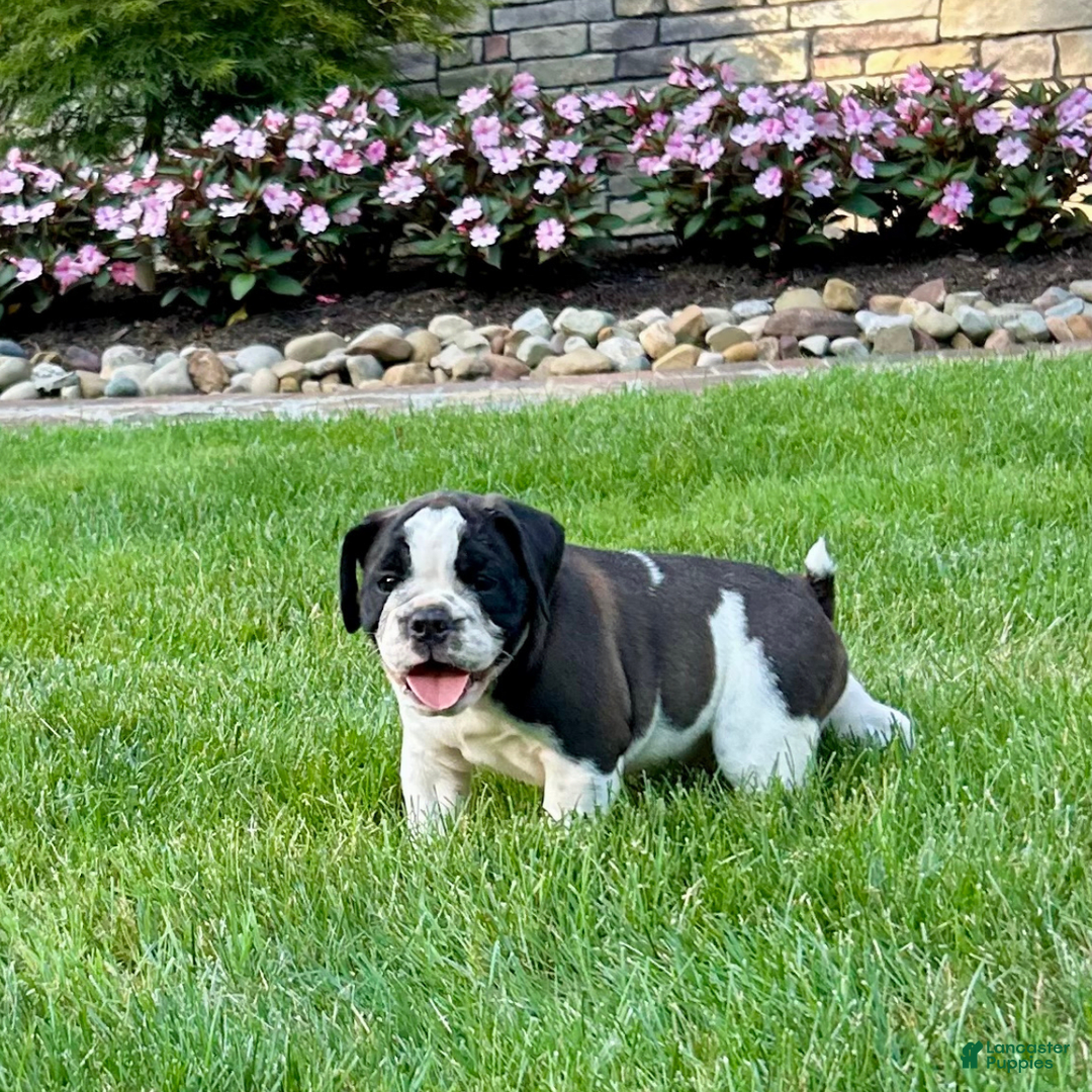 English Bulldog dogs for sale: Silas - Image 3
