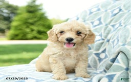 Cockapoo dogs for sale: Apple - Image 1