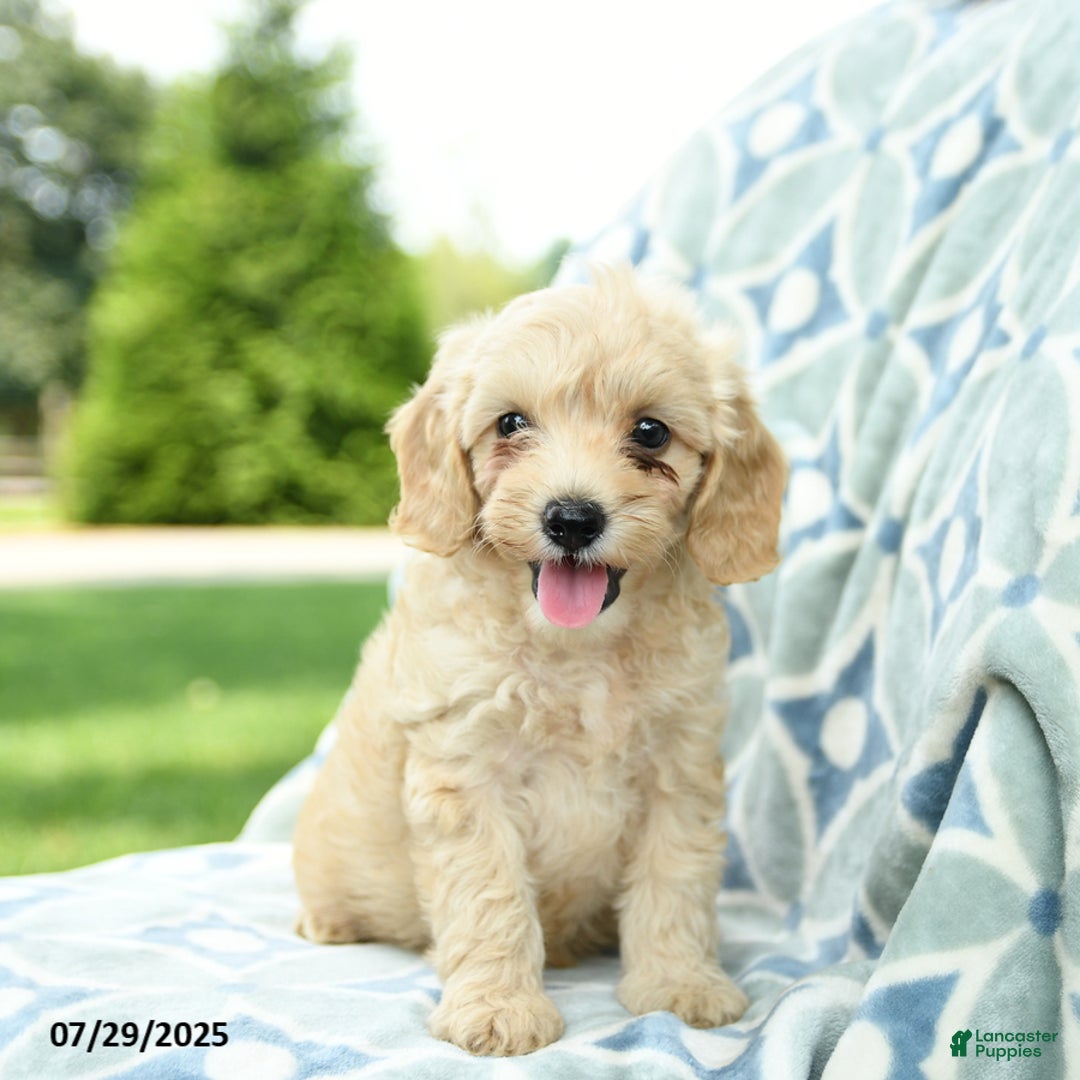 Cockapoo dogs for sale: Apple - Image 1