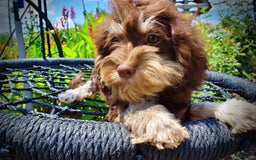 Havapoo dogs for sale: Roxy - Image 2