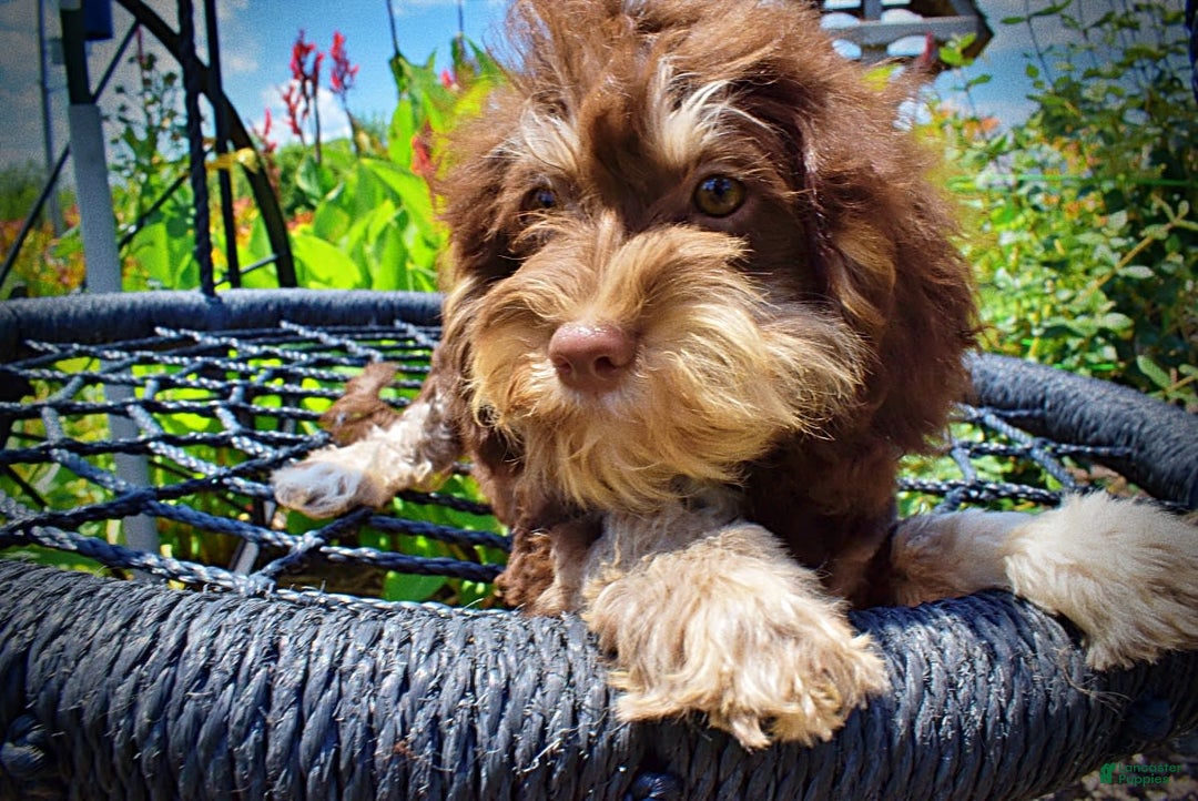 Havapoo dogs for sale: Roxy - Image 2