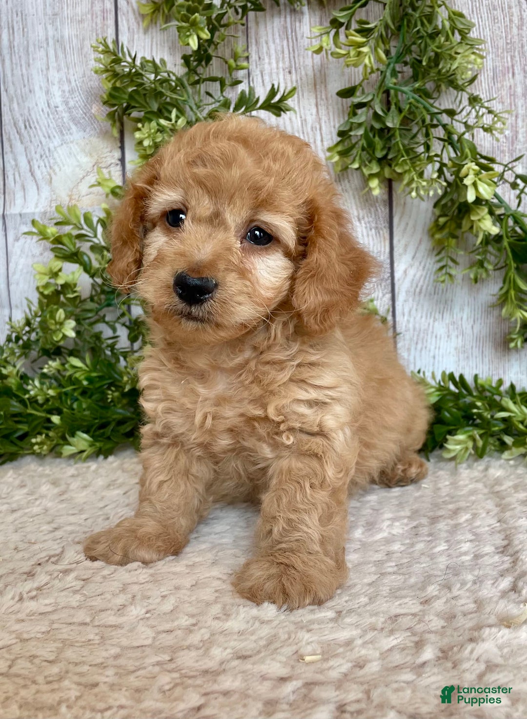Doxiepoo dogs for sale: Davy - Image 3