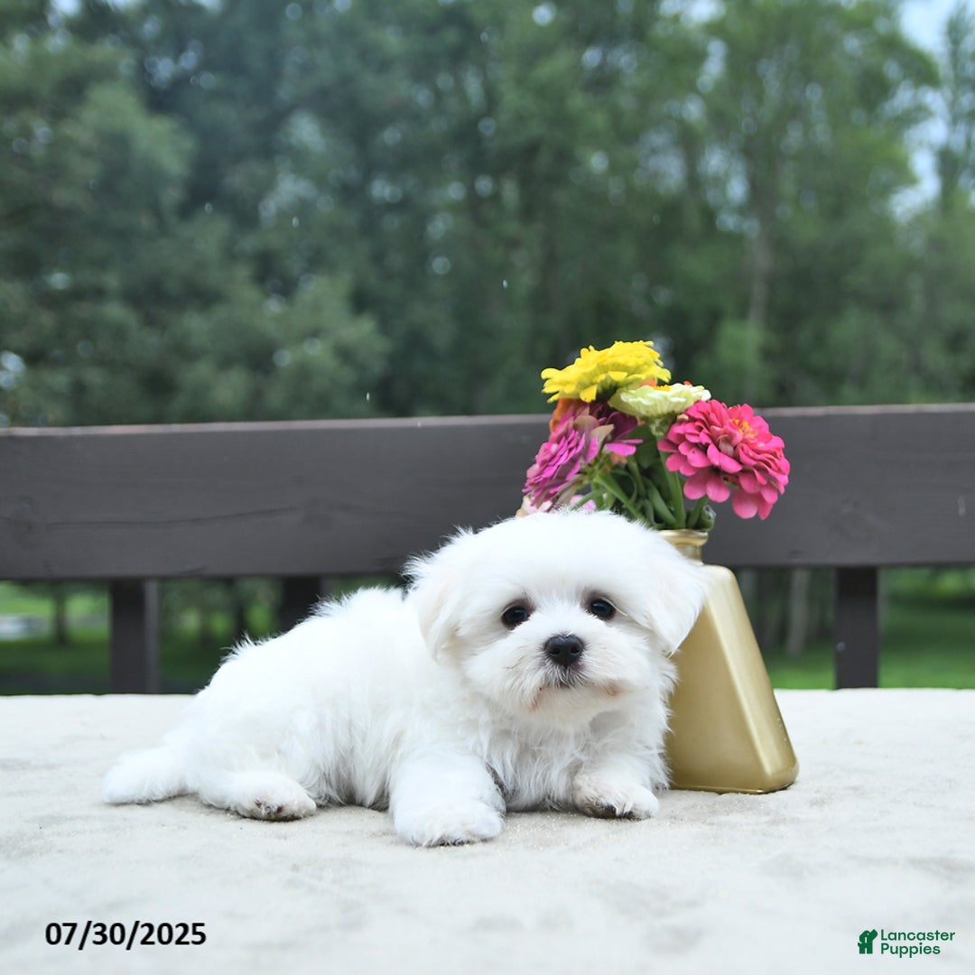 Maltese dogs for sale: Titus - Image 3