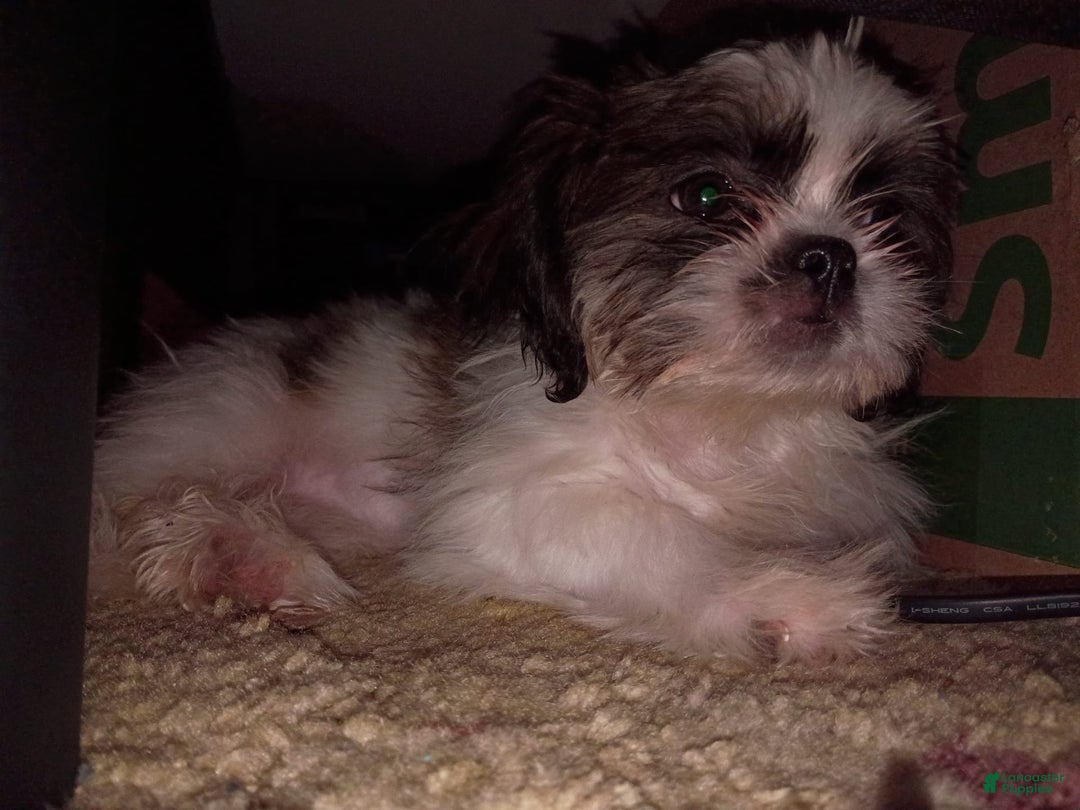 Shih Tzu dogs for sale: Flower - Image 4
