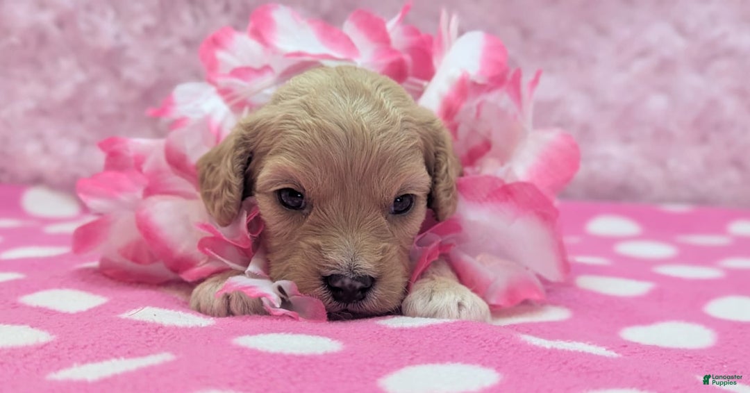 Cockapoo dogs for sale: Kurt - Image 16