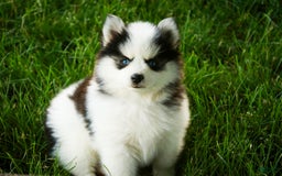 Pomsky dogs for sale: Flare - Image 8