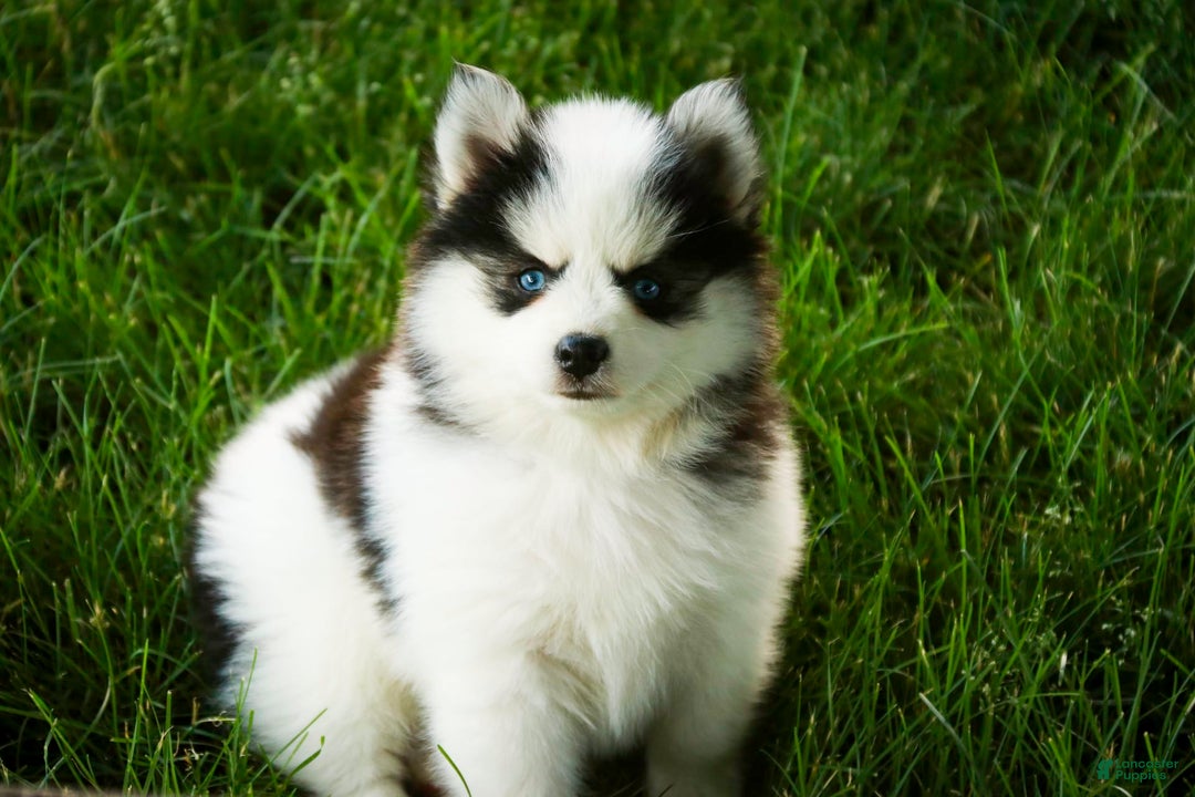 Pomsky dogs for sale: Flare - Image 8