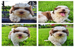 Havapoo dogs for sale: Vixen - Image 1