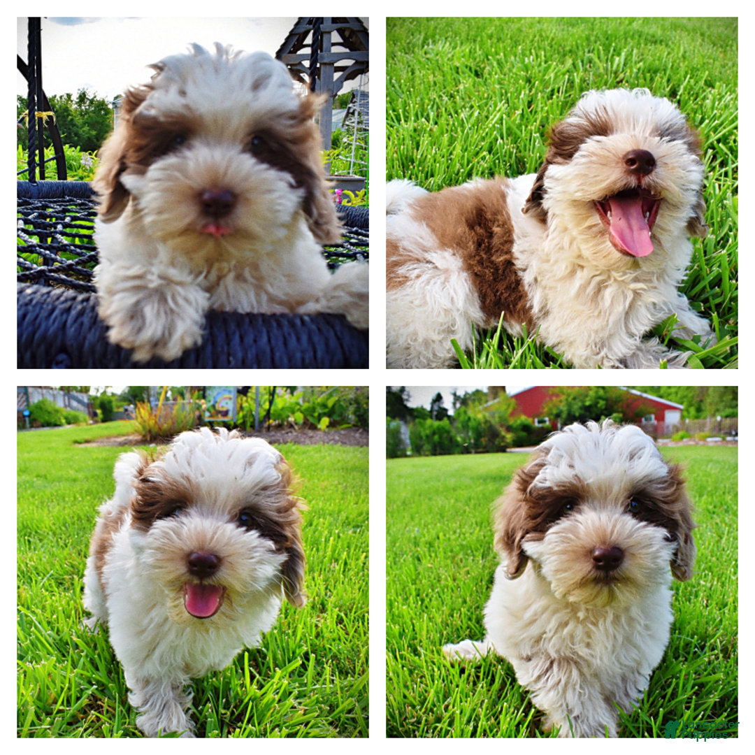 Havapoo dogs for sale: Vixen - Image 1