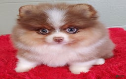 Pomeranian dogs for sale: Chewy - Image 6