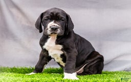 Great Dane dogs for sale: Trever - Image 5