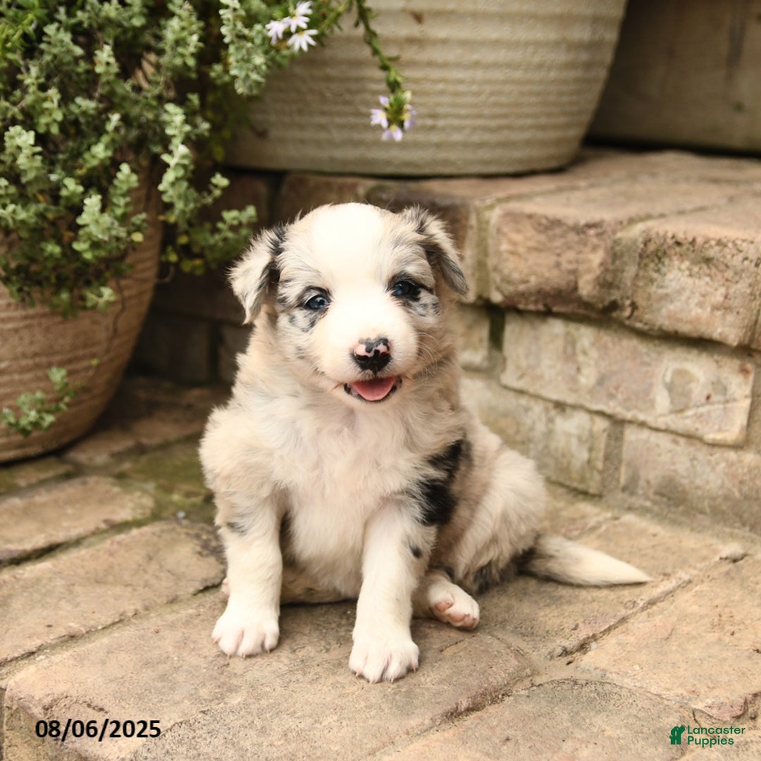 Border Collie dogs for sale: Macy - Image 5