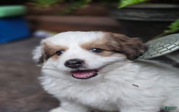 Mini Bernedoodle dogs for sale: Bubba - Image 4