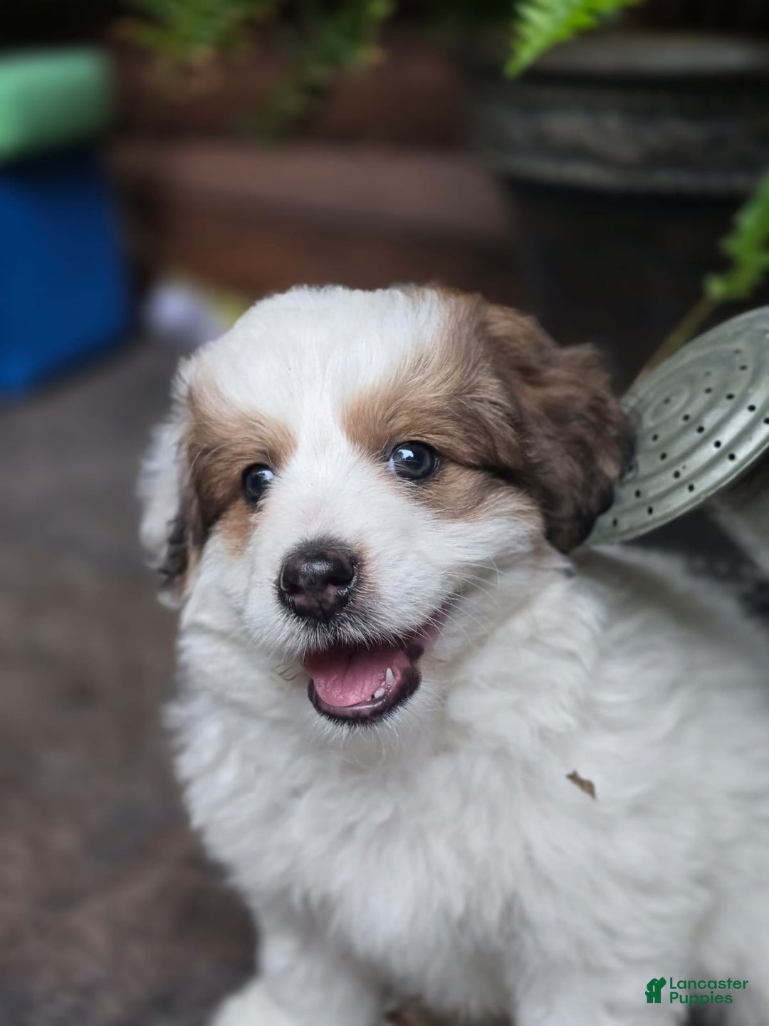 Mini Bernedoodle dogs for sale: Bubba - Image 4