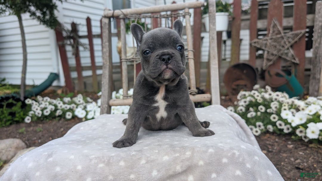 French Bulldog dogs for sale: Zane - Image 12