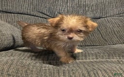 Yorkiepoo dogs for sale: Tinker Bell - Image 6