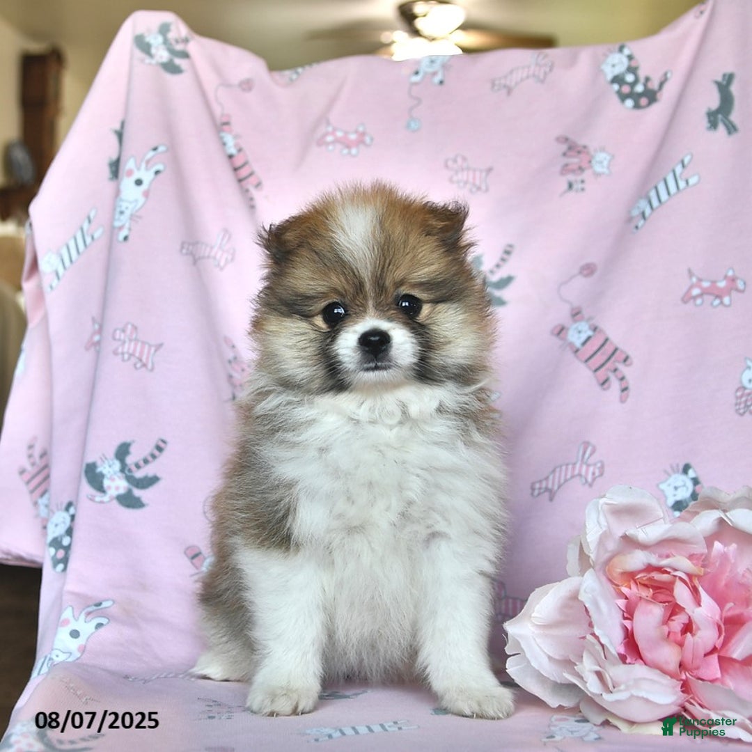 Pomeranian dogs for sale: Mocha - Image 2