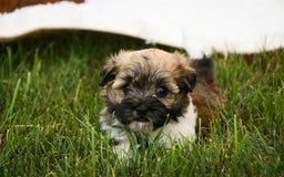 Havanese dogs for sale: Nutmeg - Image 8