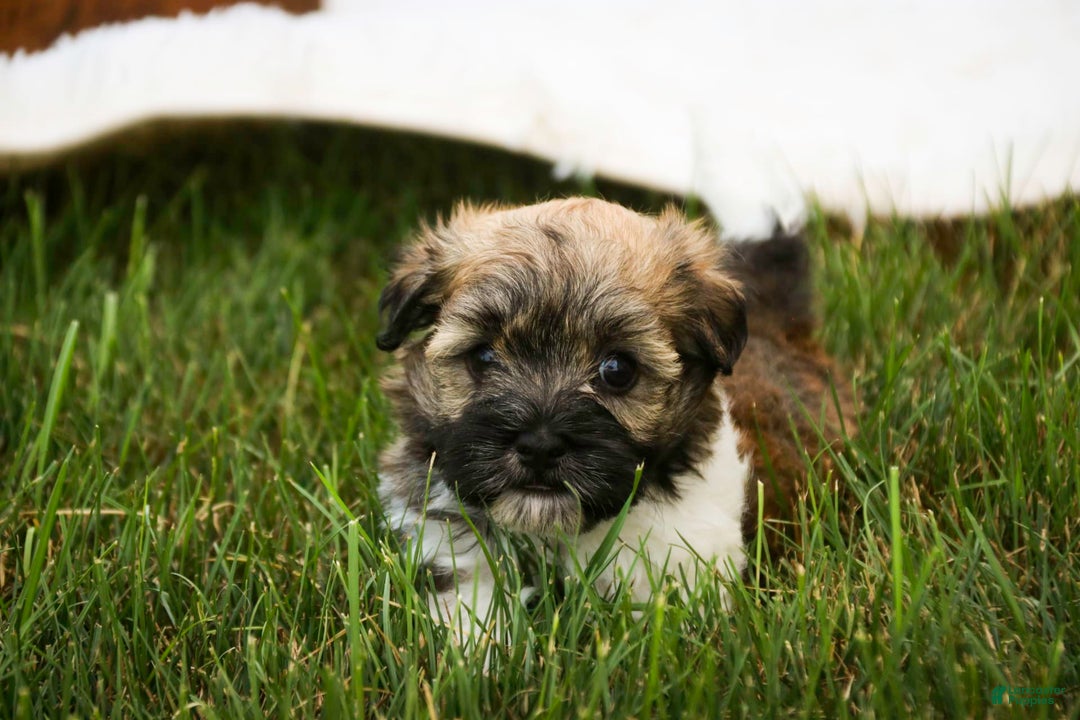 Havanese dogs for sale: Nutmeg - Image 8
