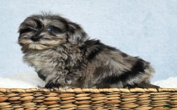 Havapoo dogs for sale: Wendy - Image 6