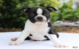 Boston Terrier dogs for sale: Karina - Image 5