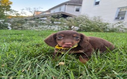 Miniature Dachshund dogs for sale: Miniature Dachshund 11 puppies - Image 3