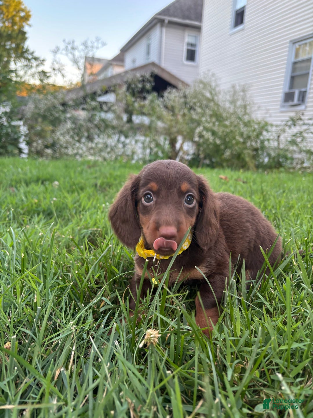 Miniature Dachshund dogs for sale: Miniature Dachshund 11 puppies - Image 3