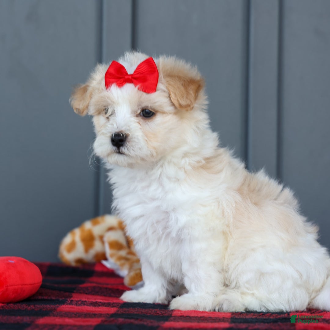 Maltipoo dogs for sale: Rubble - Image 16