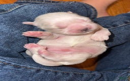 Shih Tzu dogs for sale: Stella Pups - Image 1