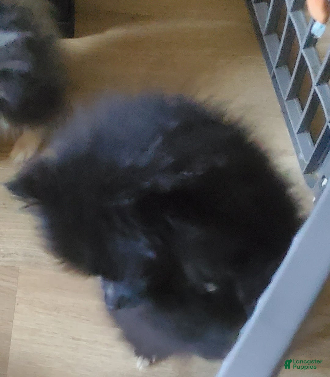 Pomeranian dogs for sale: Butterball - Image 16