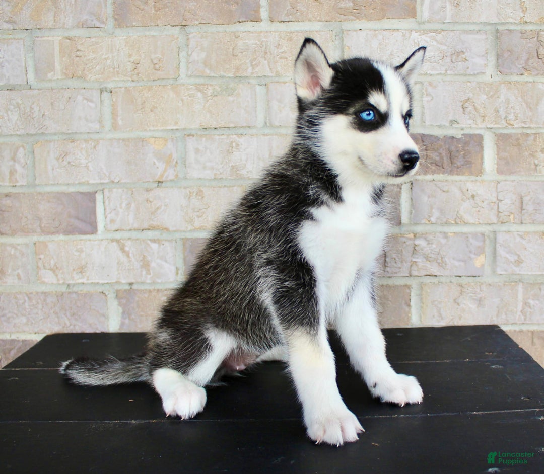 Siberian Husky dogs for sale: Aria - Image 2