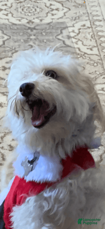 Cavachon dogs for sale - Ad 2