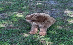 Standard Poodle dogs for sale: George Jefferson - Image 2