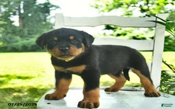 Rottweiler dogs for sale: Lady - Image 2