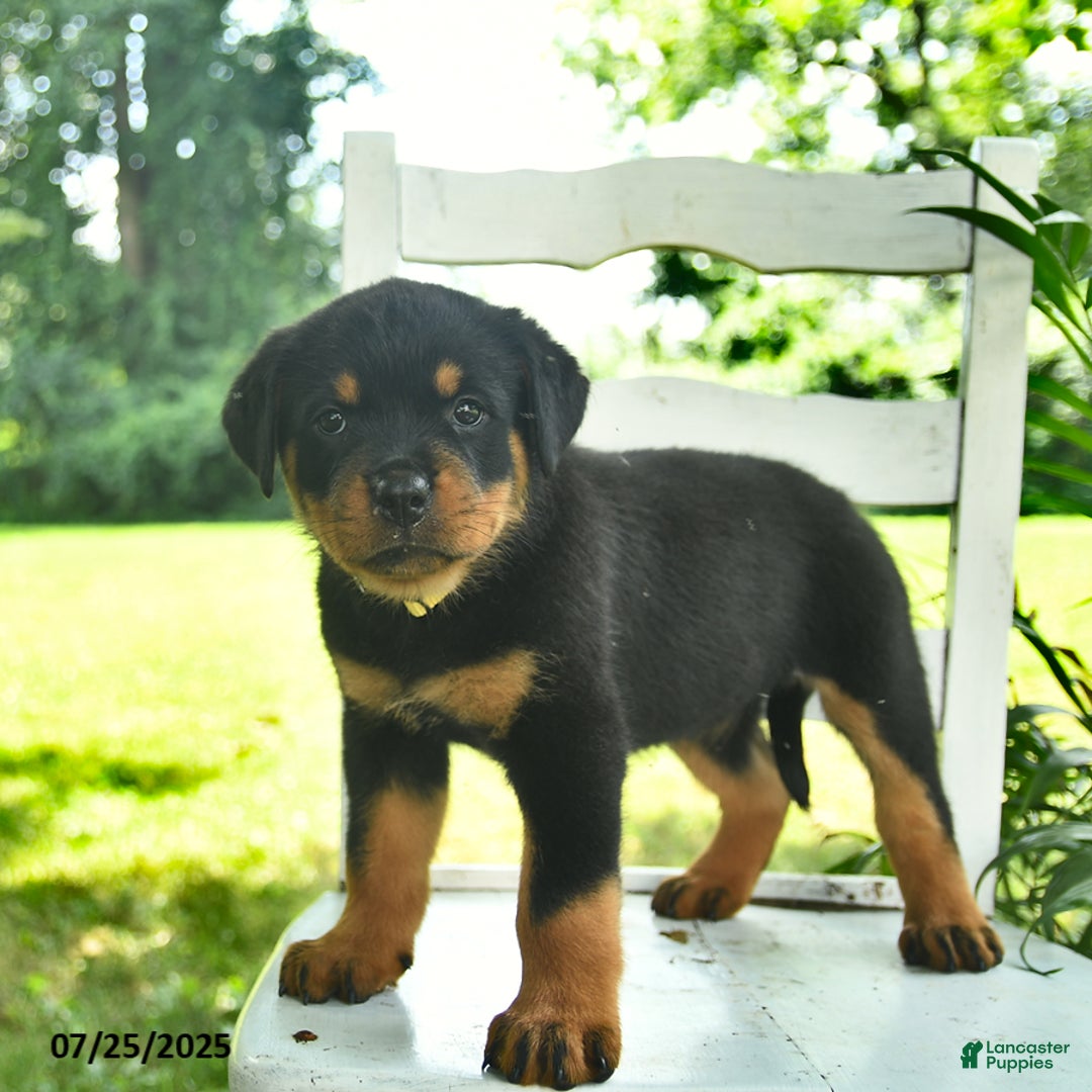 Rottweiler dogs for sale: Lady - Image 2