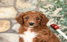 Mini Goldendoodle dogs for sale: Barkey - Image 4