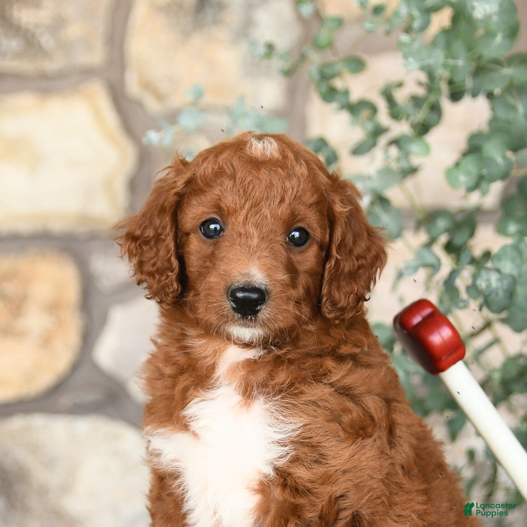 Mini Goldendoodle dogs for sale: Barkey - Image 4