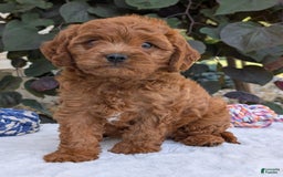 Cavapoo dogs for sale: Loki - Image 22