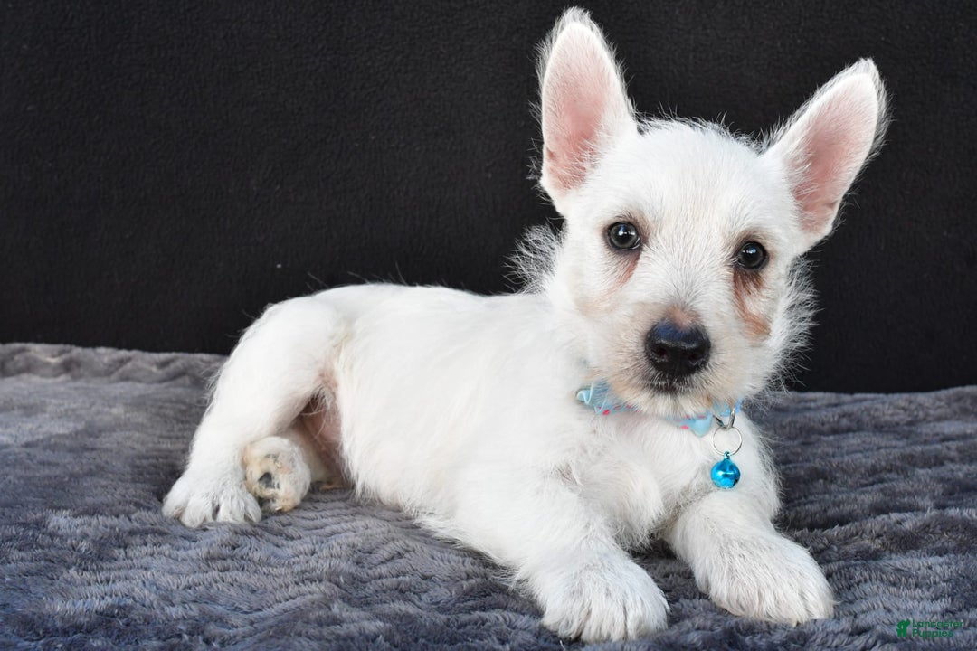 West Highland Terrier dogs for sale: Norris - Image 1