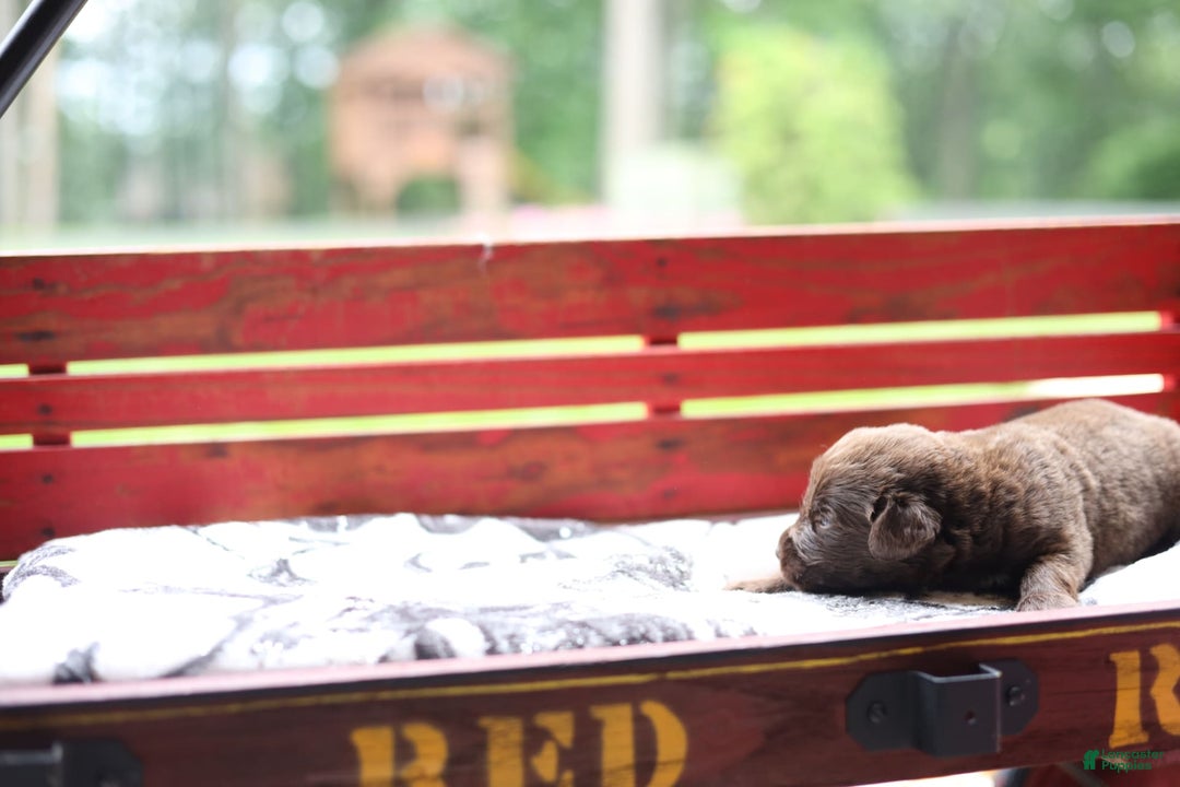 Newfoundland dogs for sale: Bella - Image 8